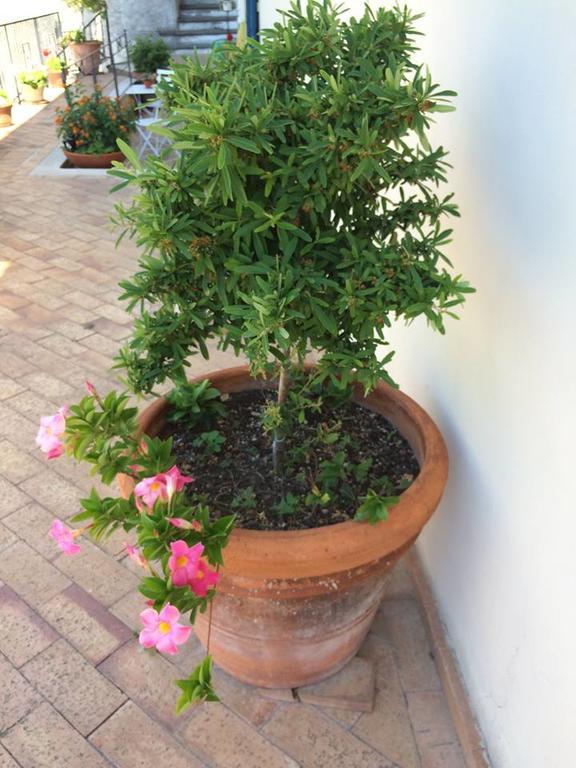 Le Terrazze Di Cristina Bed & Breakfast Vietri sul Mare Exterior photo