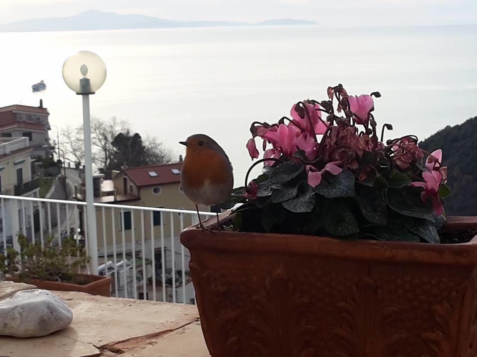 Le Terrazze Di Cristina Bed & Breakfast Vietri sul Mare Exterior photo